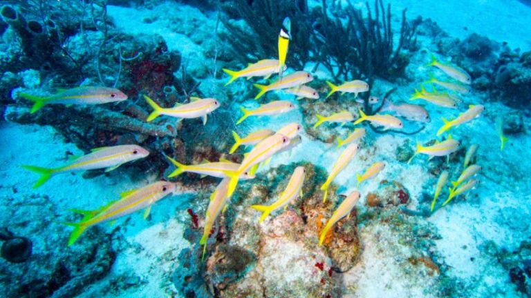 Artificial light on coastlines lures small fish to their destruction, coral reef study finds