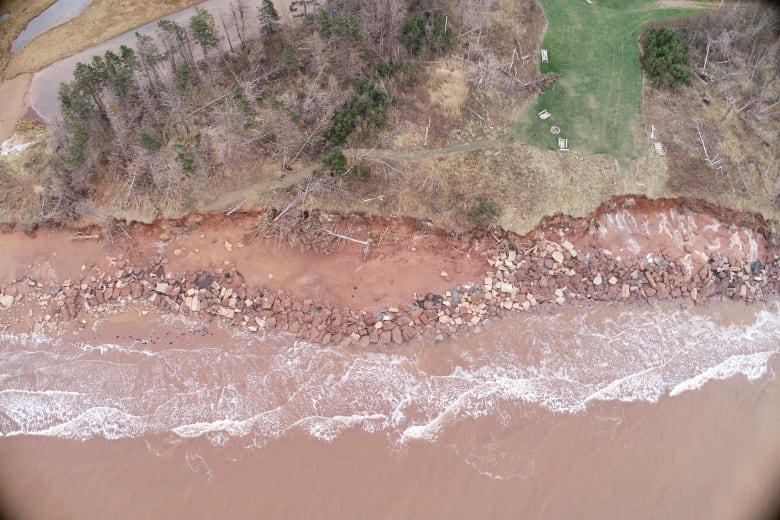 An eroded shoreline and fallen trees 