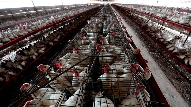 The laboratory confirmed a strain of bird flu in the Mexico case